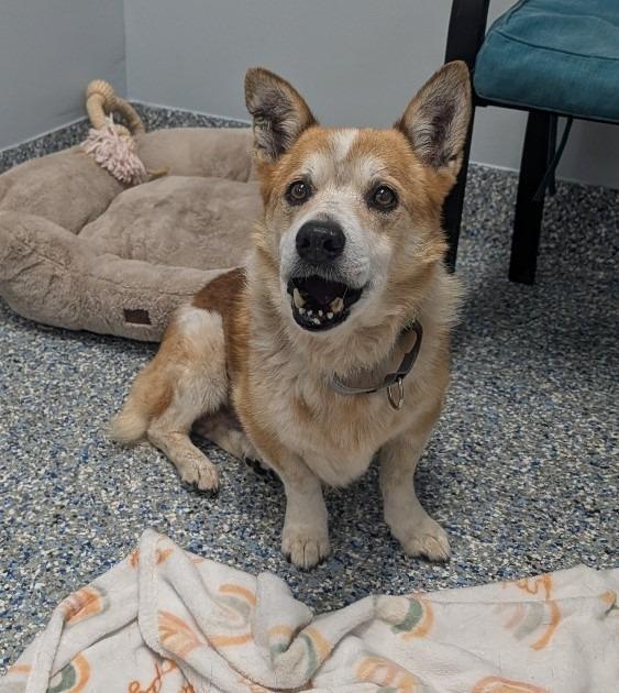 Enlarge Rocky, a Adoptable Corgi in Angola, IN image 5/6