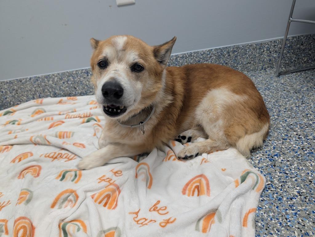 Enlarge Rocky, a Adoptable Corgi in Angola, IN image 6/6