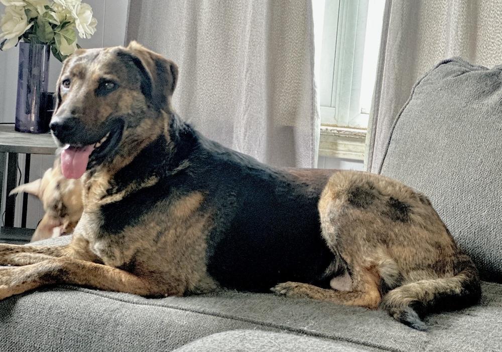 Bonnie, Adoptable, Adult Female Shepherd.