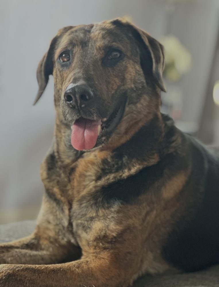 Enlarge Bonnie, a Adoptable mixed breed in Cheektowaga, NY image 2/2