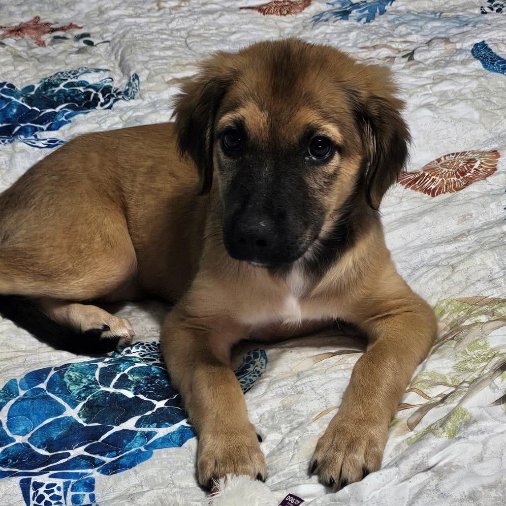 Harper, Adoptable, Puppy Female Shepherd & Mixed Breed.