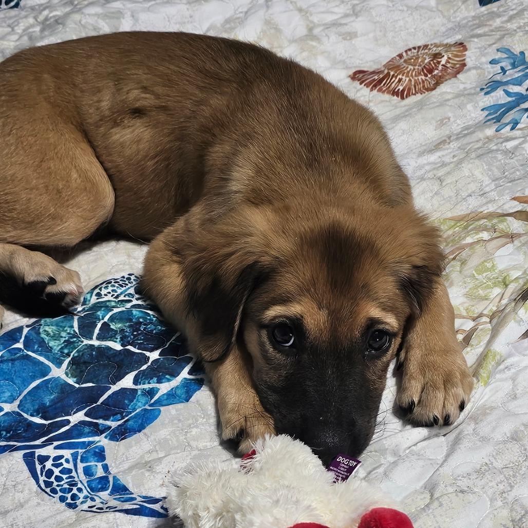 Enlarge Harper, a Adoptable mixed breed in Myrtle Beach, SC image 2/3