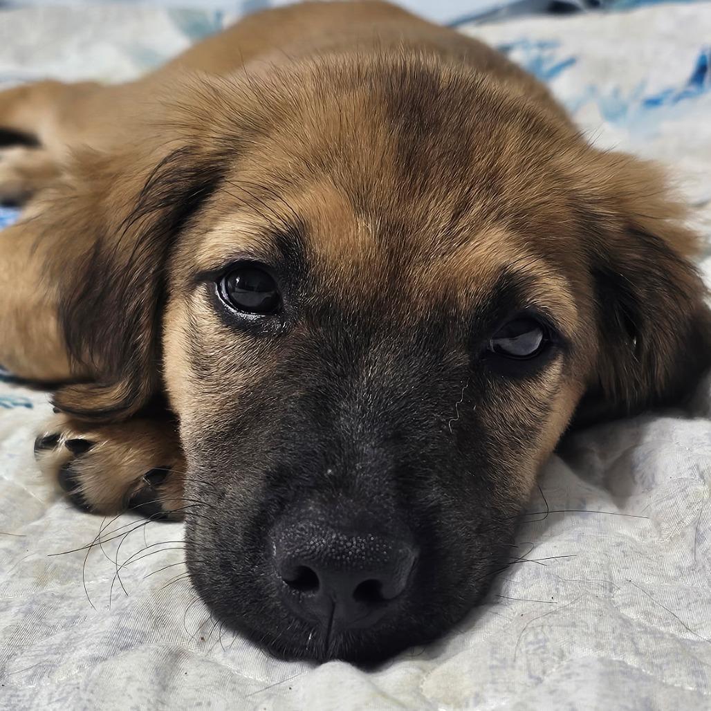 Enlarge Harper, a Adoptable mixed breed in Myrtle Beach, SC image 3/3