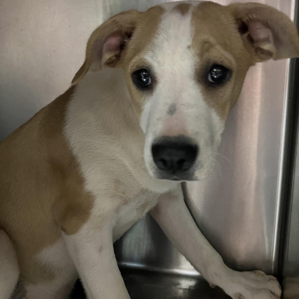 Shoes, Adoptable, Puppy Female Mixed Breed.