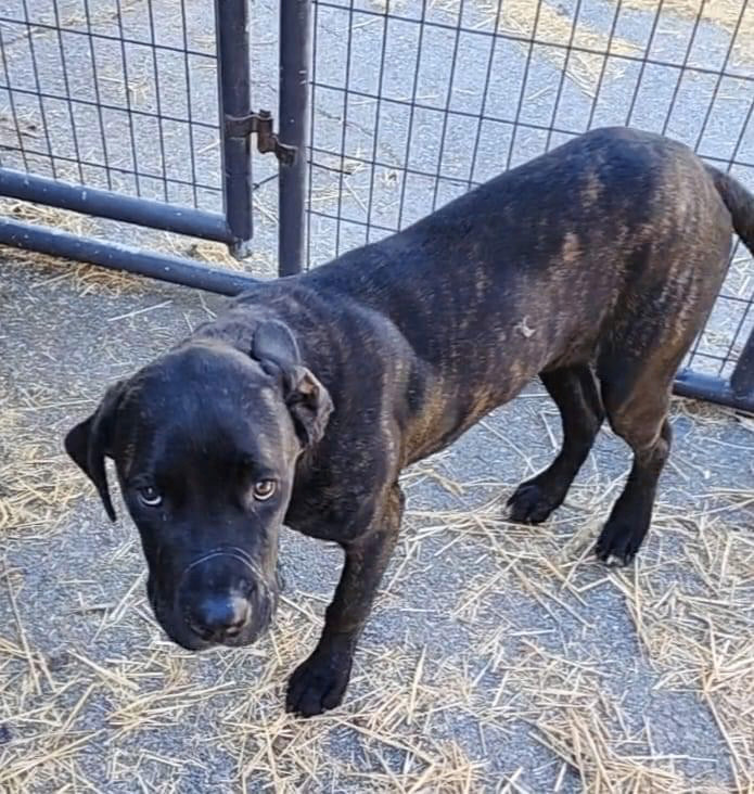 Tank , an adopted Mastiff Mix in Russellville, KY_image-1
