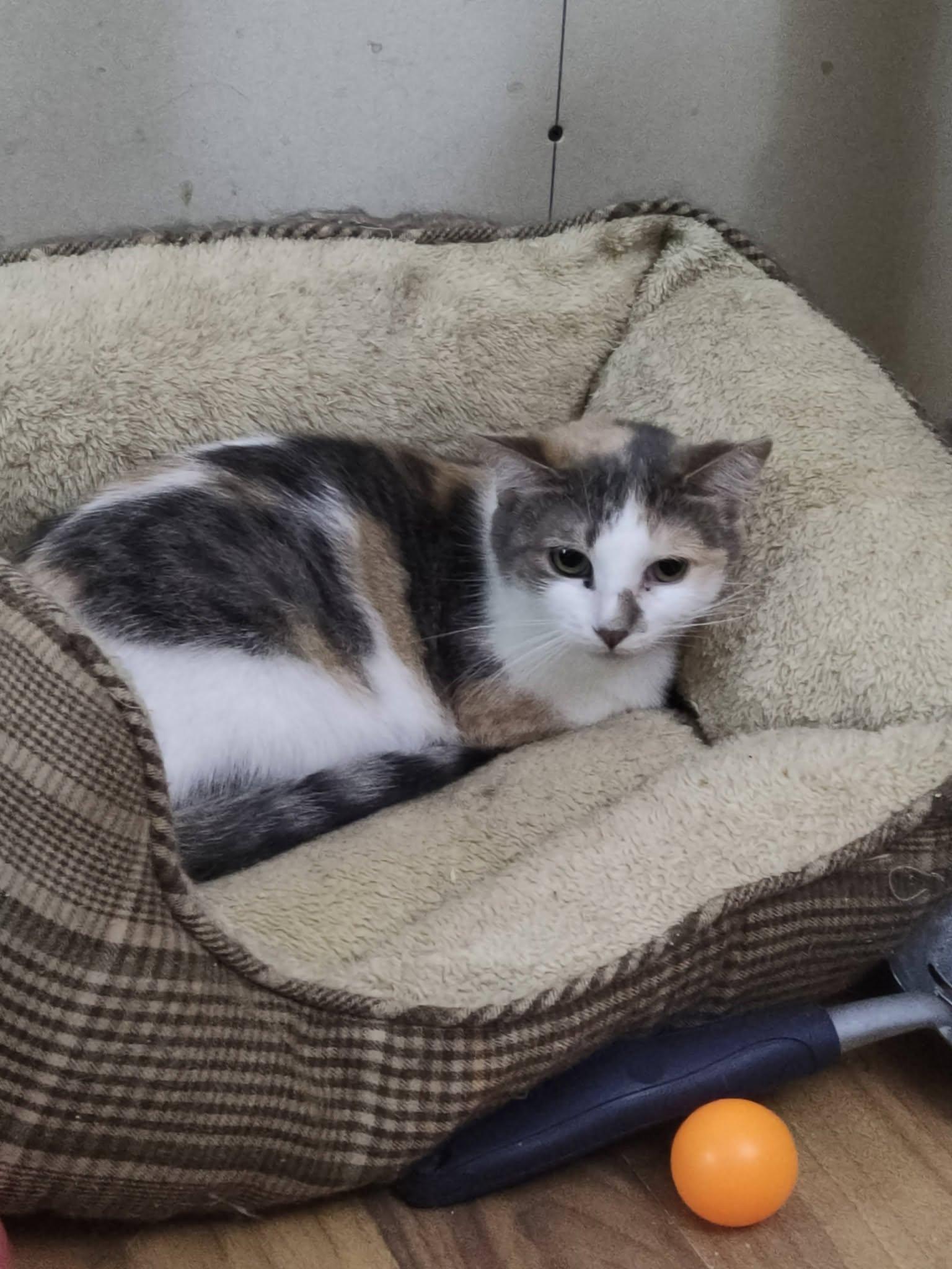 Enlarge Maisy, a Adopted Domestic Short Hair in Spencerville, ON image 3/3