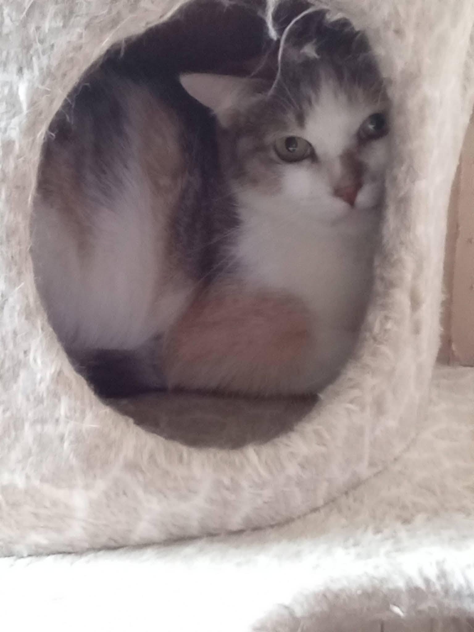 Enlarge Maisy, a Adopted Domestic Short Hair in Spencerville, ON image 2/3