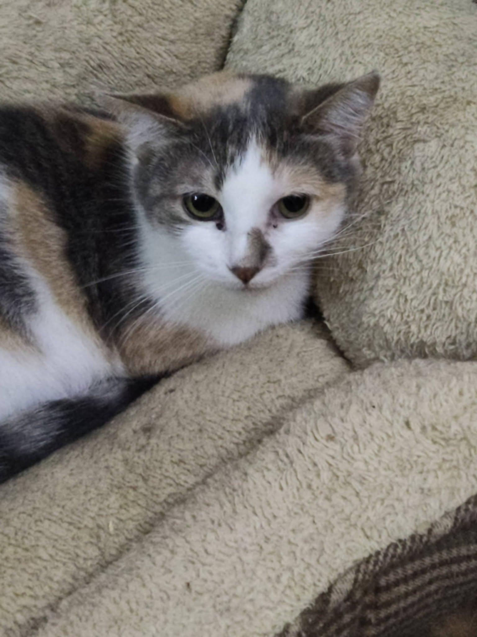 Maisy, Adopted, Adult Female Domestic Short Hair.