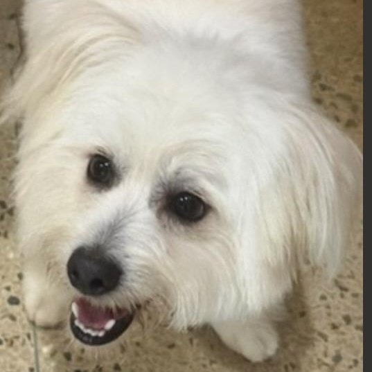 HOMER, an adopted mixed breed in raphine, VA image 6/6