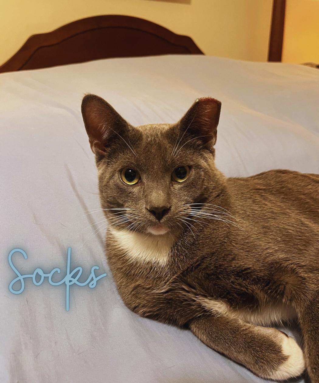 Enlarge Socks, a Adoptable Domestic Short Hair in Austintown, OH image 1/2