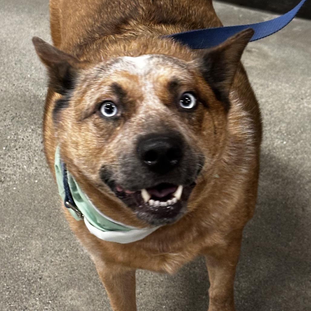 Floki, Adoptable, Adult Male Cattle Dog.