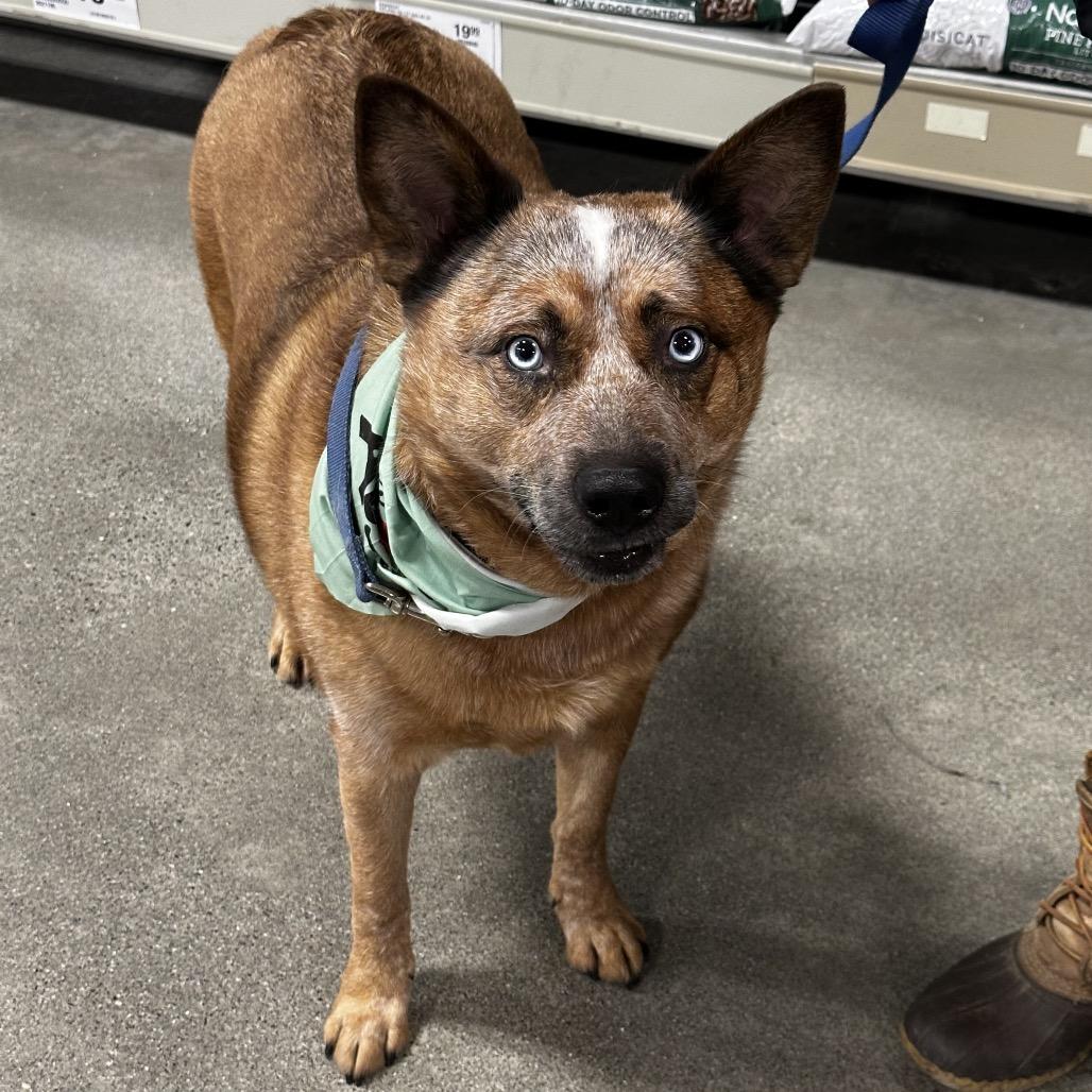 Enlarge Floki, a Adoptable Cattle Dog in Bellingham, WA image 4/6