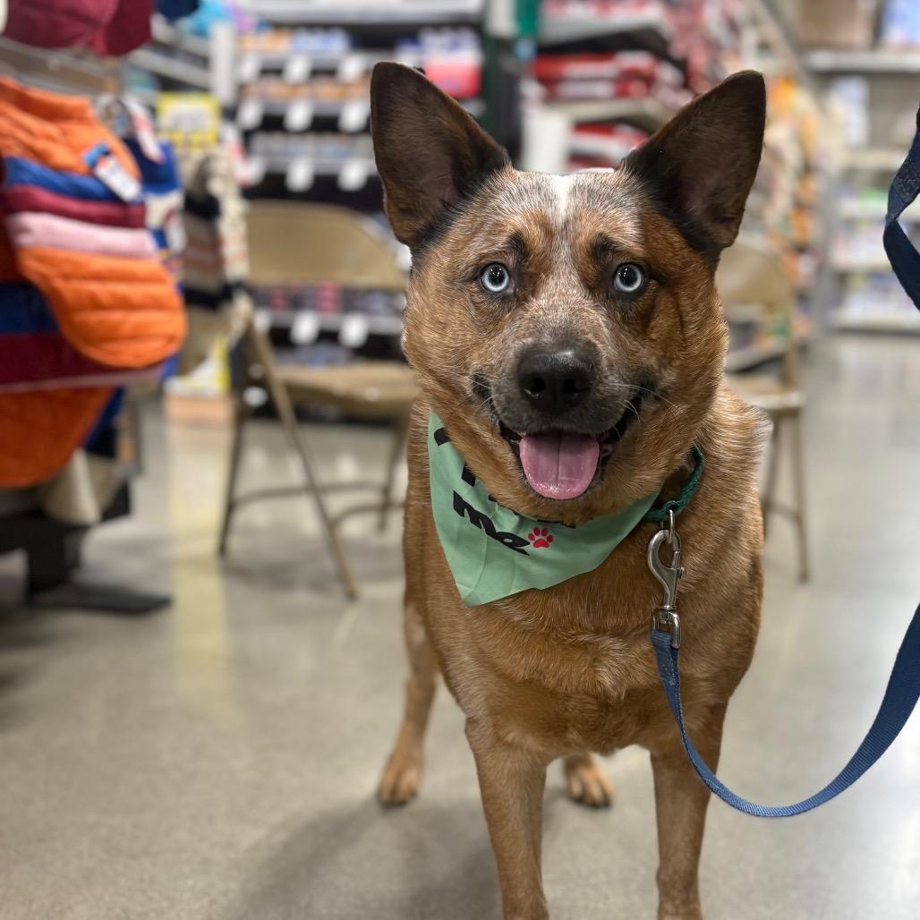 Enlarge Floki, a Adoptable Cattle Dog in Bellingham, WA image 5/6