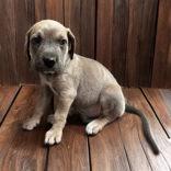 Cardinal NOW Rambo, adopted, Puppy Male Mixed Breed.