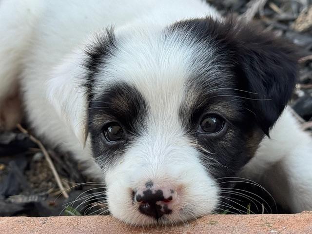 Cher - Sonny & Cher, Adoptable, Puppy Female Australian Shepherd.