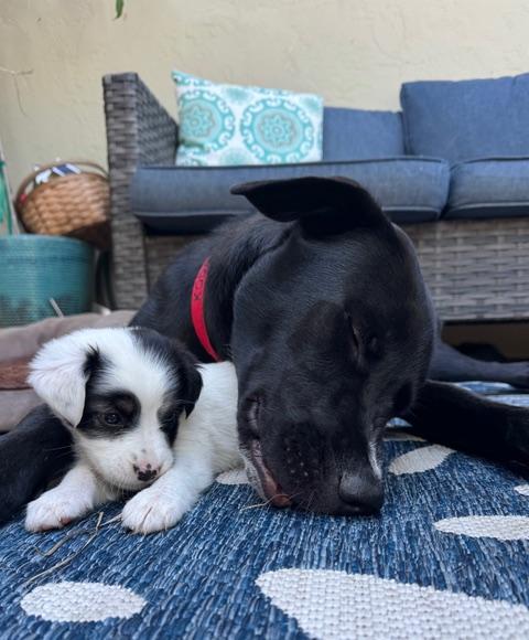 Enlarge Cher - Sonny & Cher, a Adoptable mixed breed in Redwood City, CA image 4/6