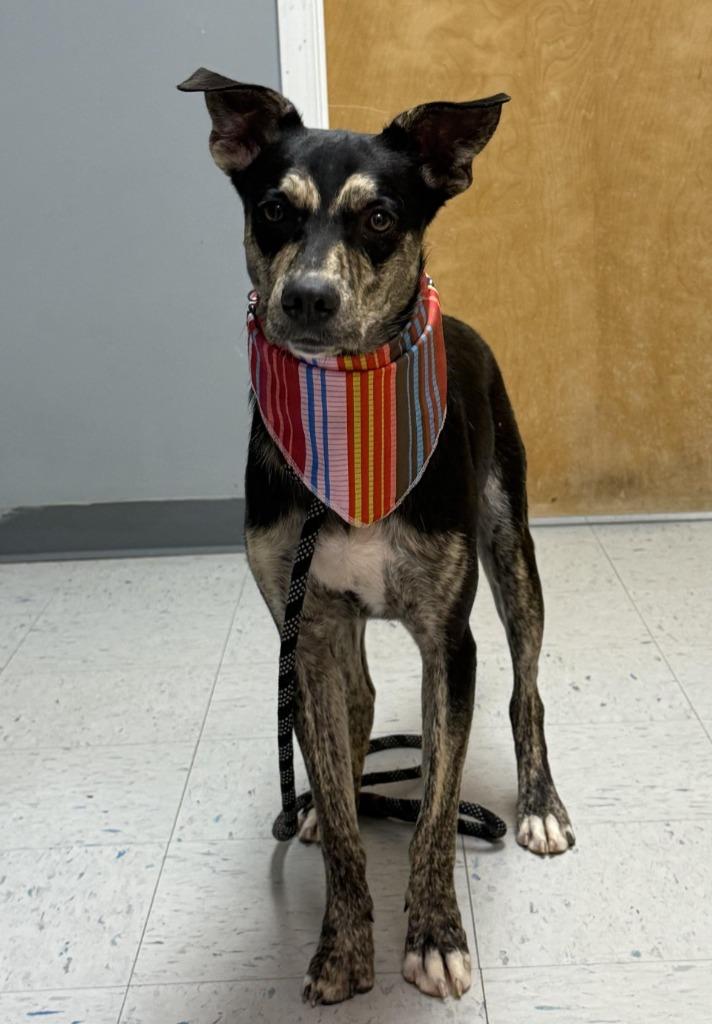 Riven, Adoptable, Young Male Mixed Breed.