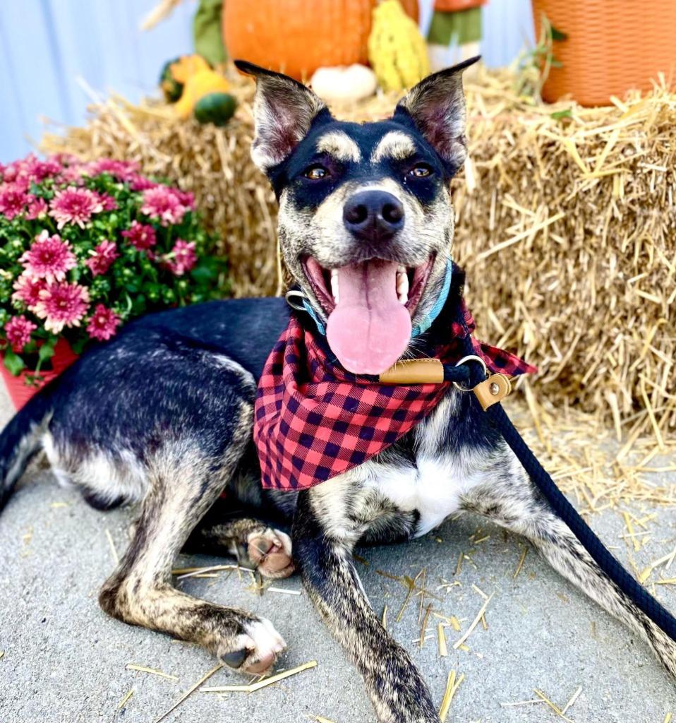 Enlarge Riven, a Adoptable mixed breed in Effingham, IL image 2/5