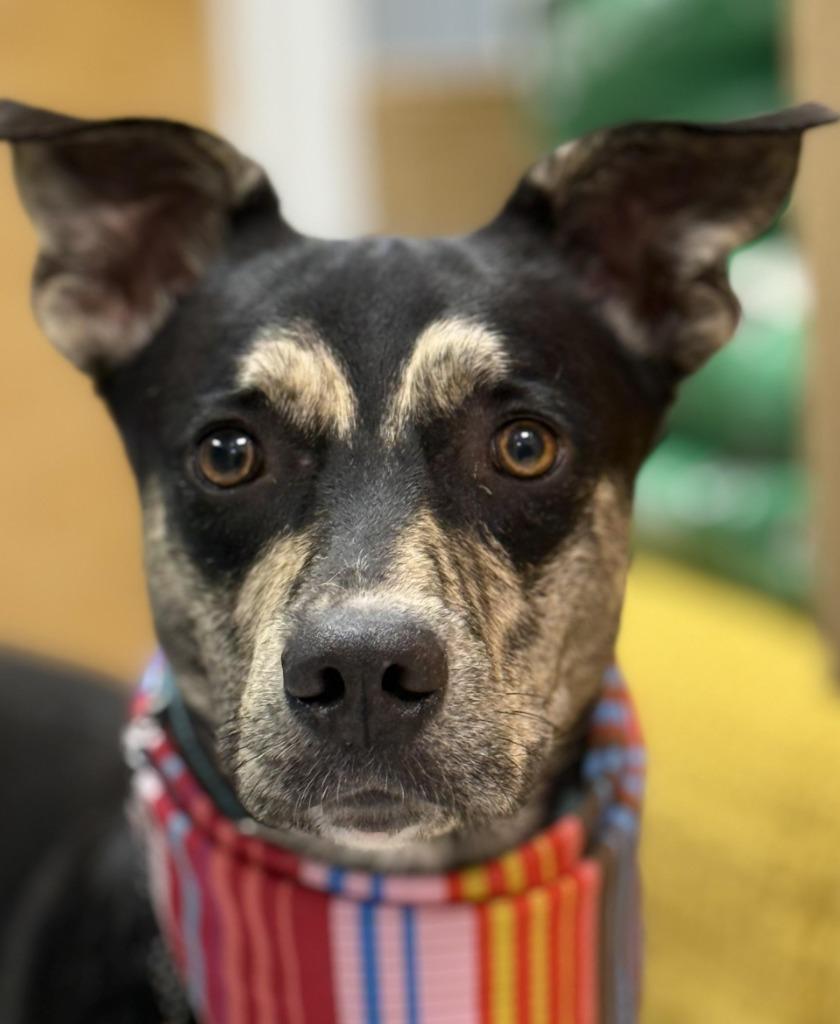 Enlarge Riven, a Adoptable mixed breed in Effingham, IL image 3/5