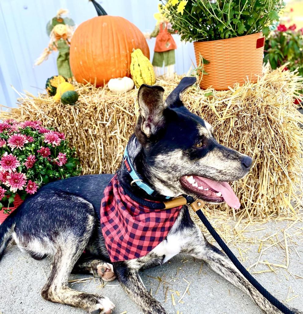 Enlarge Riven, a Adoptable mixed breed in Effingham, IL image 5/5