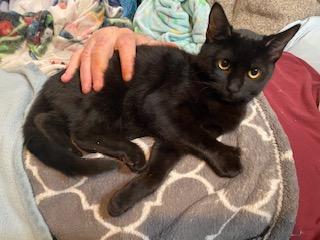 Melba w/Salem (FCID# 09/03/2025 - 7)