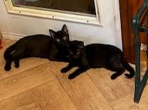 Melba w/Salem (FCID# 09/03/2025 - 7)