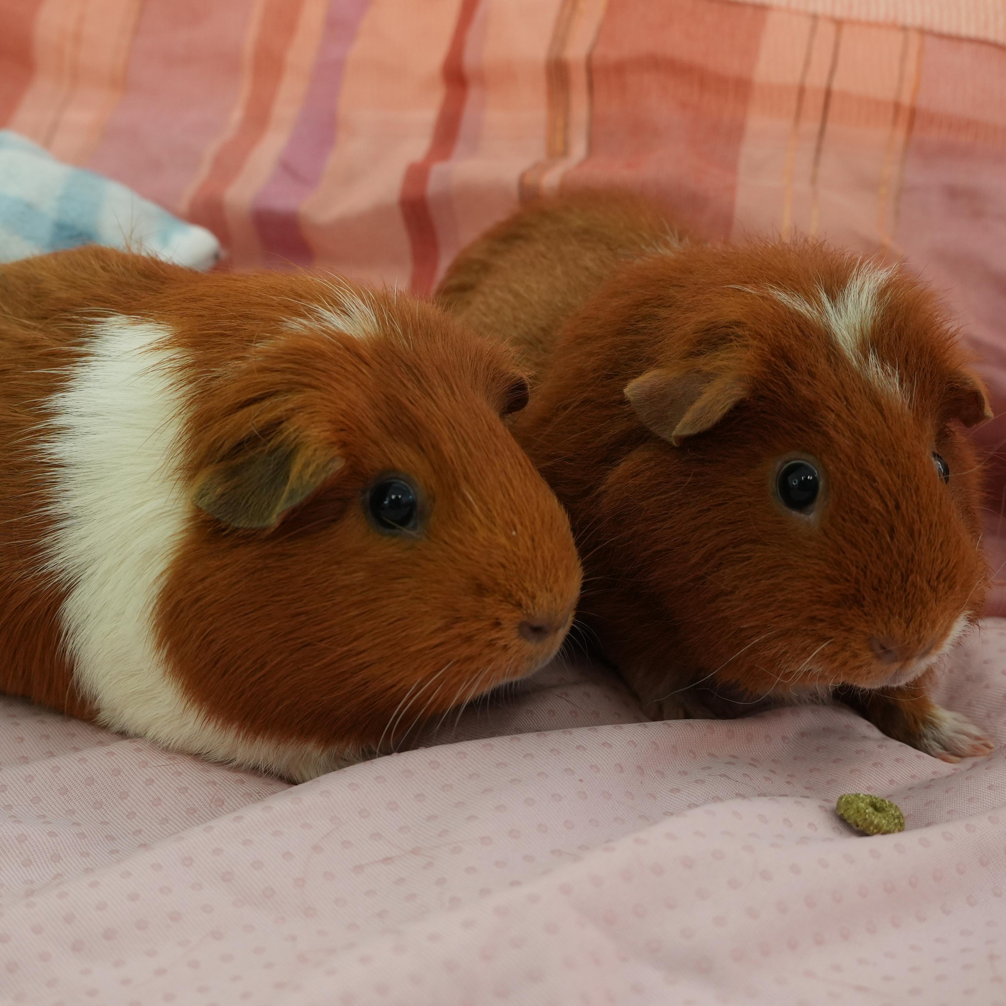 Enlarge Ciello, Gigi & Lori (Bonded females), a Adoptable Guinea Pig in Oakland, CA image 6/6