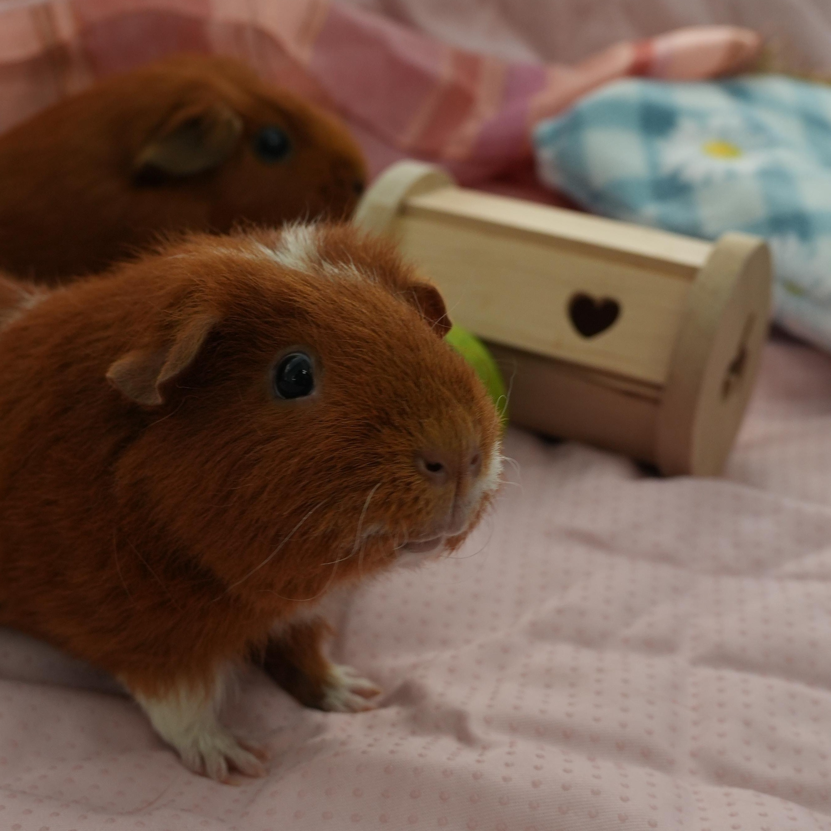 Enlarge Ciello, Gigi & Lori (Bonded females), a Adoptable Guinea Pig in Oakland, CA image 3/6