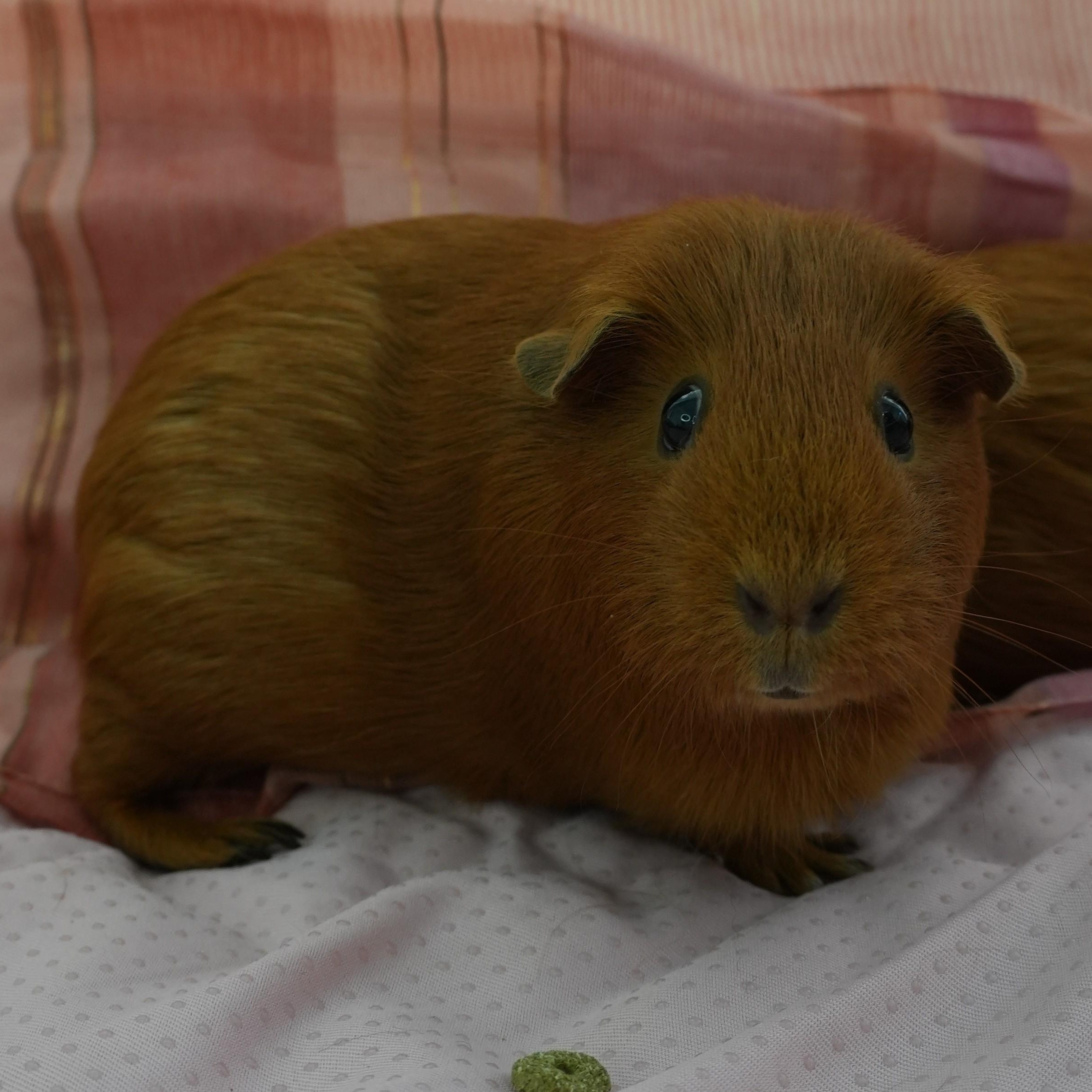 Enlarge Ciello, Gigi & Lori (Bonded females), a Adoptable Guinea Pig in Oakland, CA image 5/6