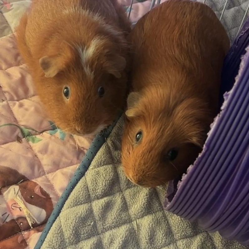Enlarge Ciello, Gigi & Lori (Bonded females), a Adoptable Guinea Pig in Oakland, CA image 2/6
