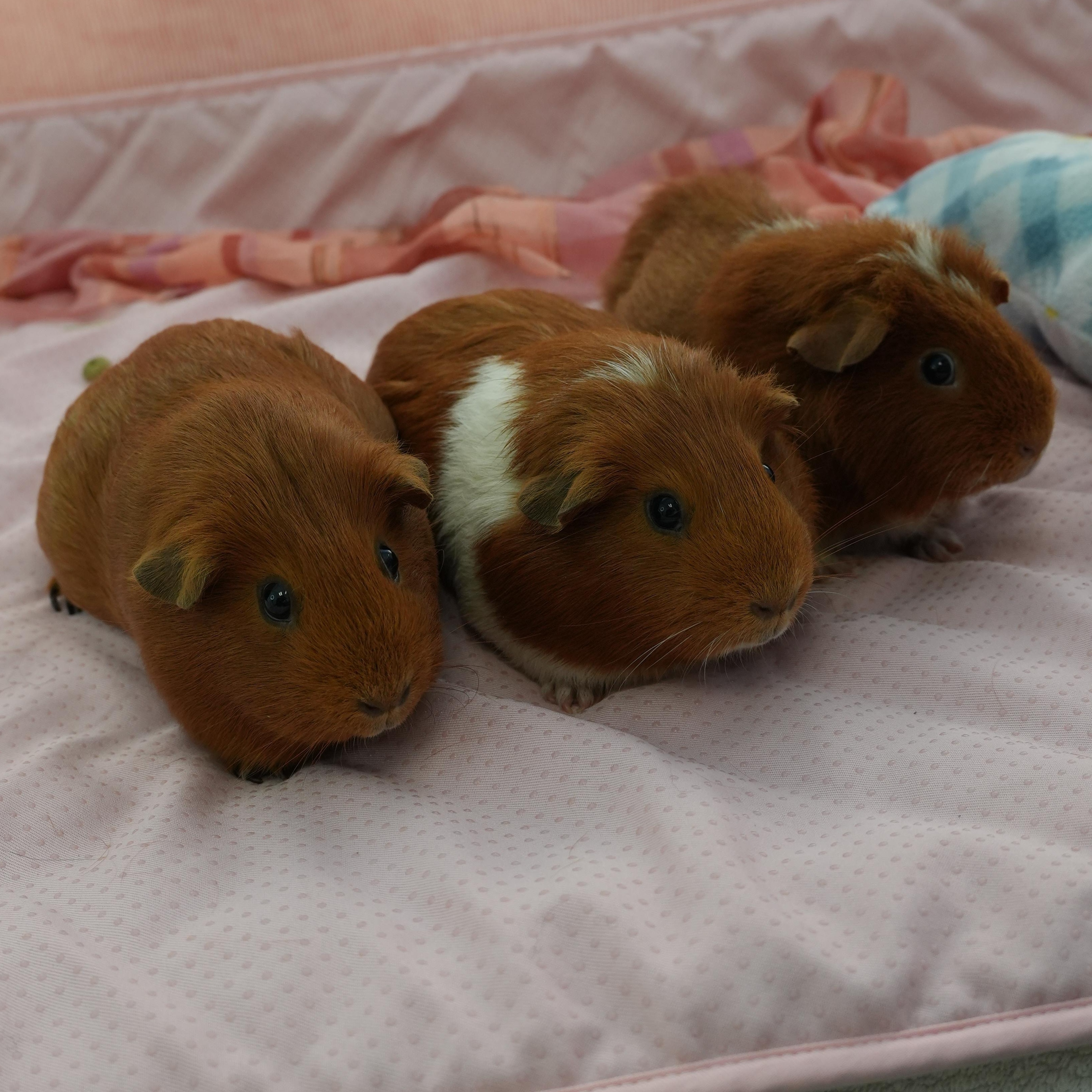 Ciello, Gigi & Lori (Bonded females), Adoptable, Adult Female Guinea Pig.