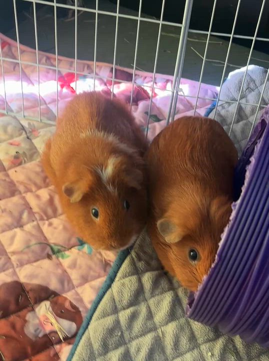 Enlarge Ciello, Gigi & Lori (Bonded females), a Adoptable Guinea Pig in Oakland, CA video 4/6