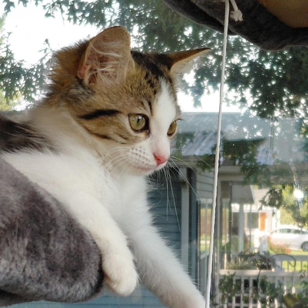 Meadow, Adoptable, Kitten Female Domestic Medium Hair.