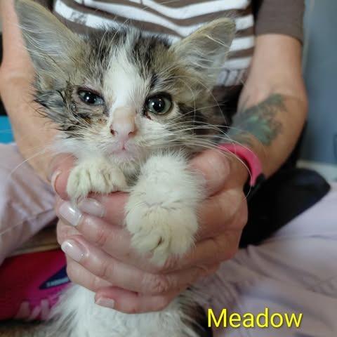 Enlarge Meadow, a Adoptable Domestic Medium Hair in Brevard, NC image 2/2