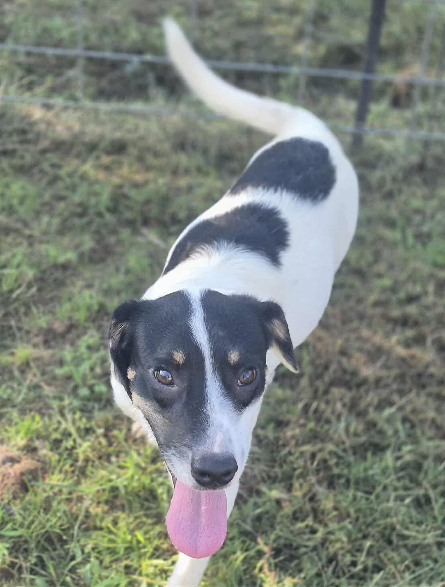 Rushing, a Adoptable mixed breed in Dover, AR image 1/6