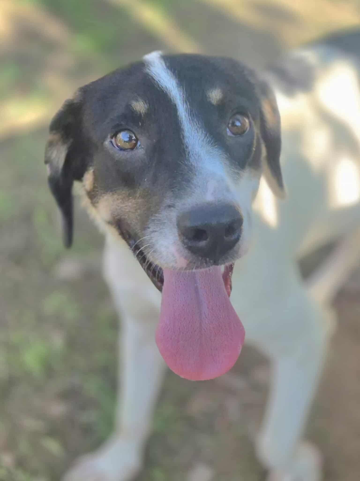 Enlarge Rushing, a Adoptable mixed breed in Dover, AR image 1/6