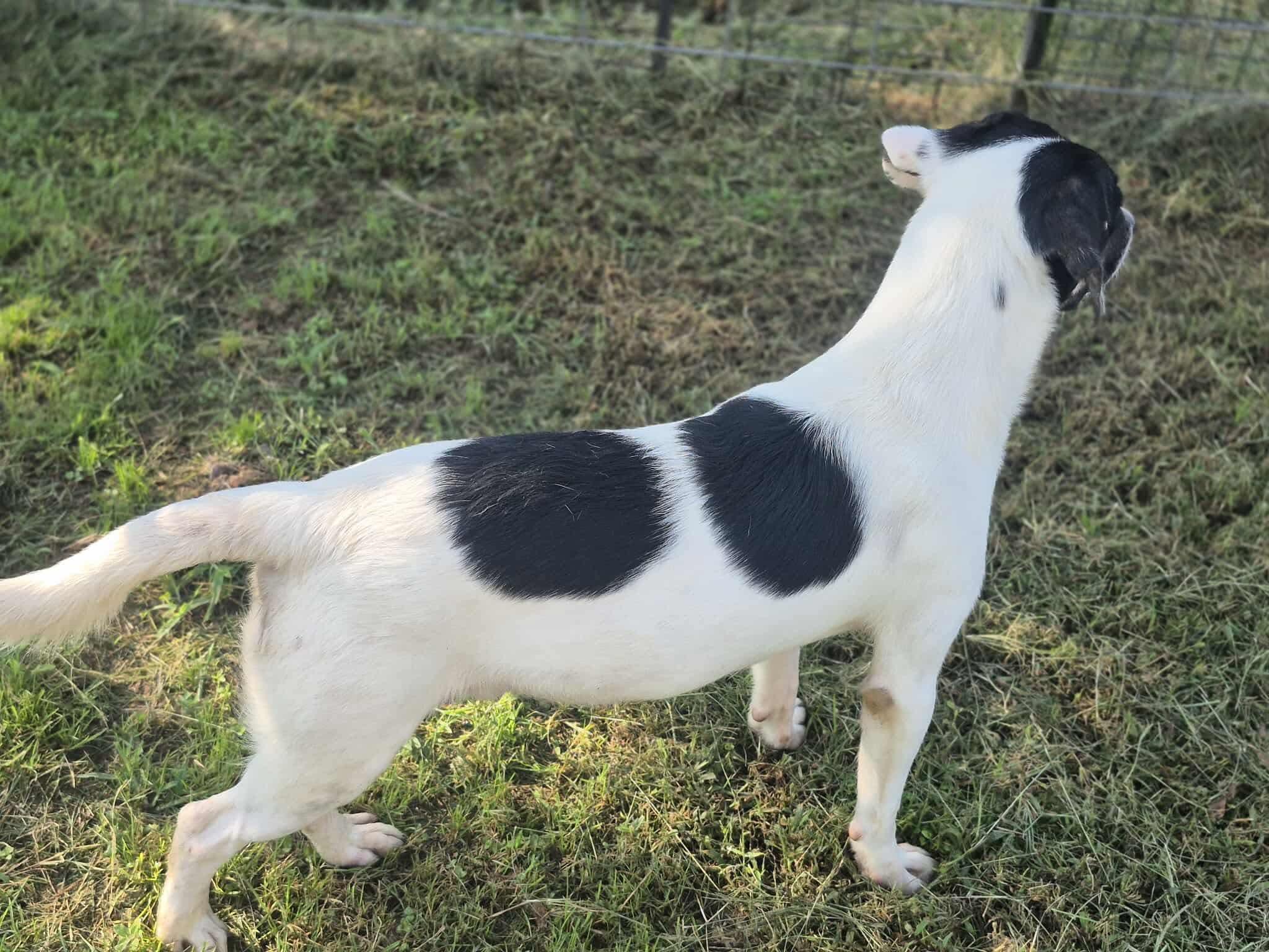 Enlarge Rushing, a Adoptable mixed breed in Dover, AR image 2/6