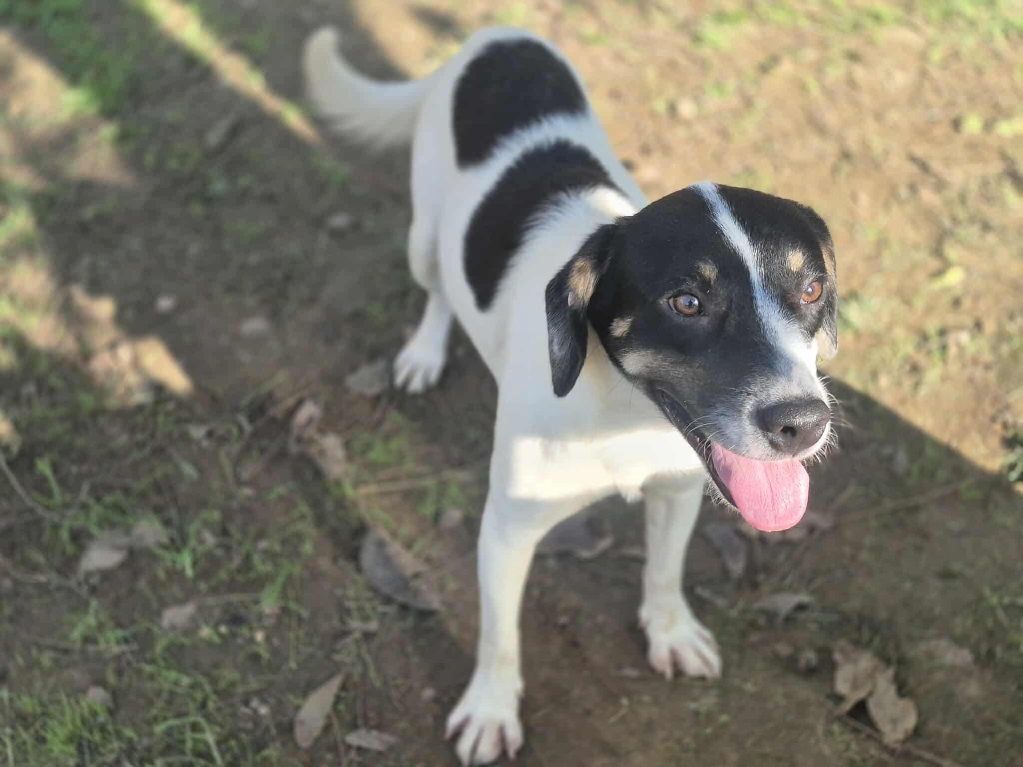 Rushing, a Adoptable mixed breed in Dover, AR image 4/6