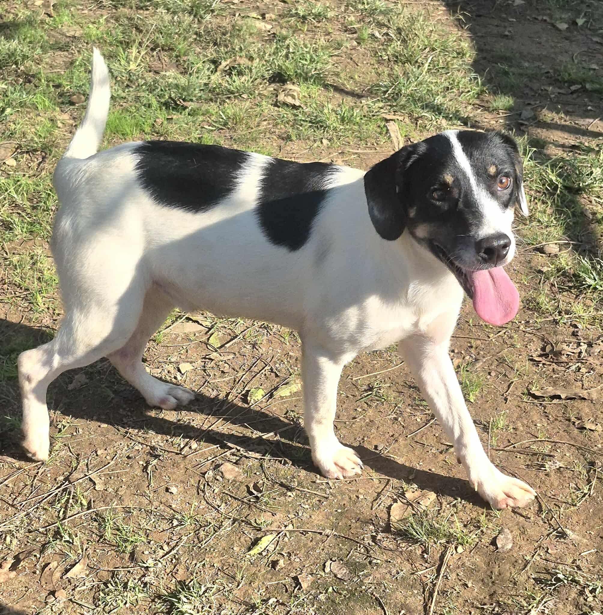 Rushing, a Adoptable mixed breed in Dover, AR image 5/6