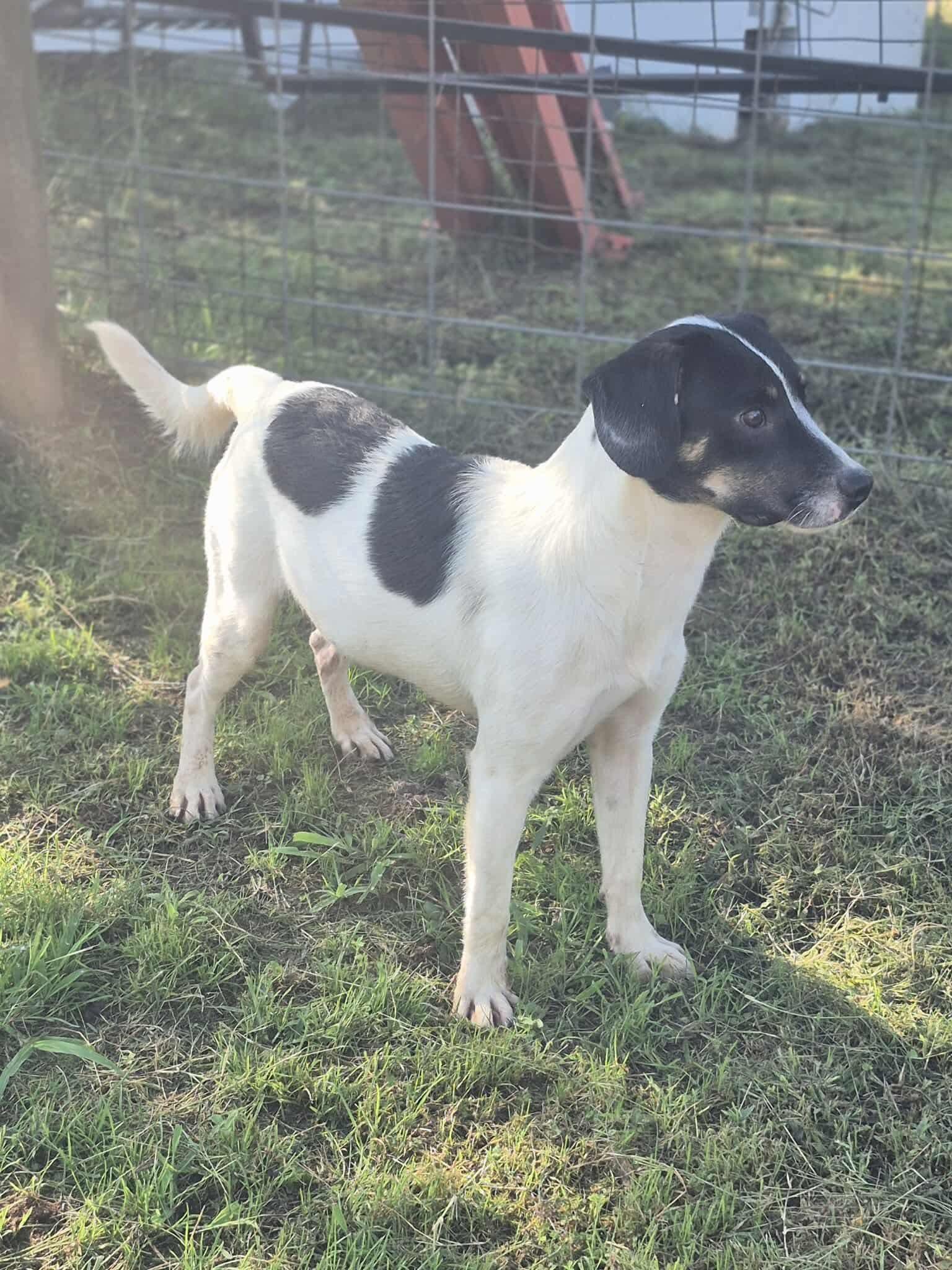 Enlarge Rushing, a Adoptable mixed breed in Dover, AR image 4/6
