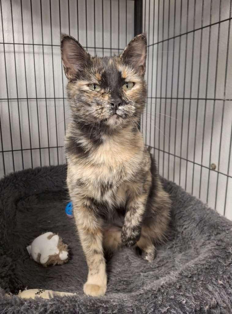 Enlarge CINNAMON, a ADOPTABLE Tortoiseshell in Ironwood, MI image 1/1