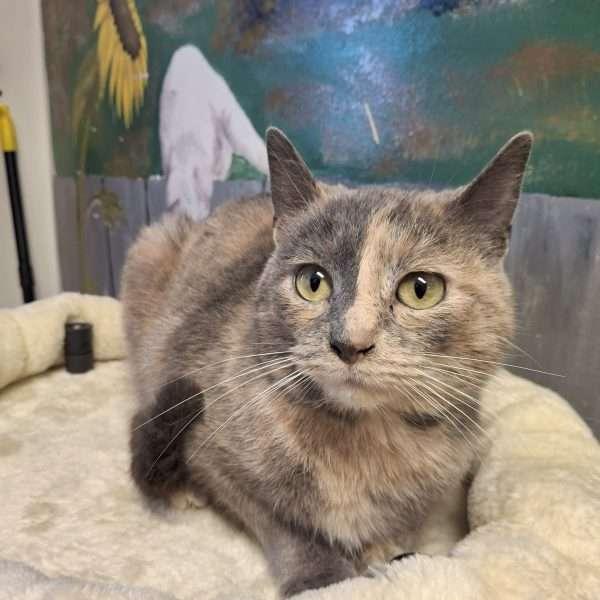 Enlarge CINNAMON, an adopted Tortoiseshell in Ironwood, MI image 2/4