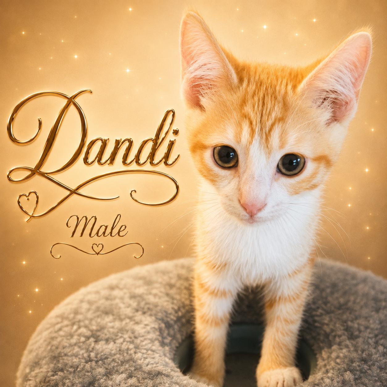 KITTENS AVAILABLE AT PETSMART NORTHWEST RENO ON 9/17, Adoptable, Young Female Domestic Short Hair.
