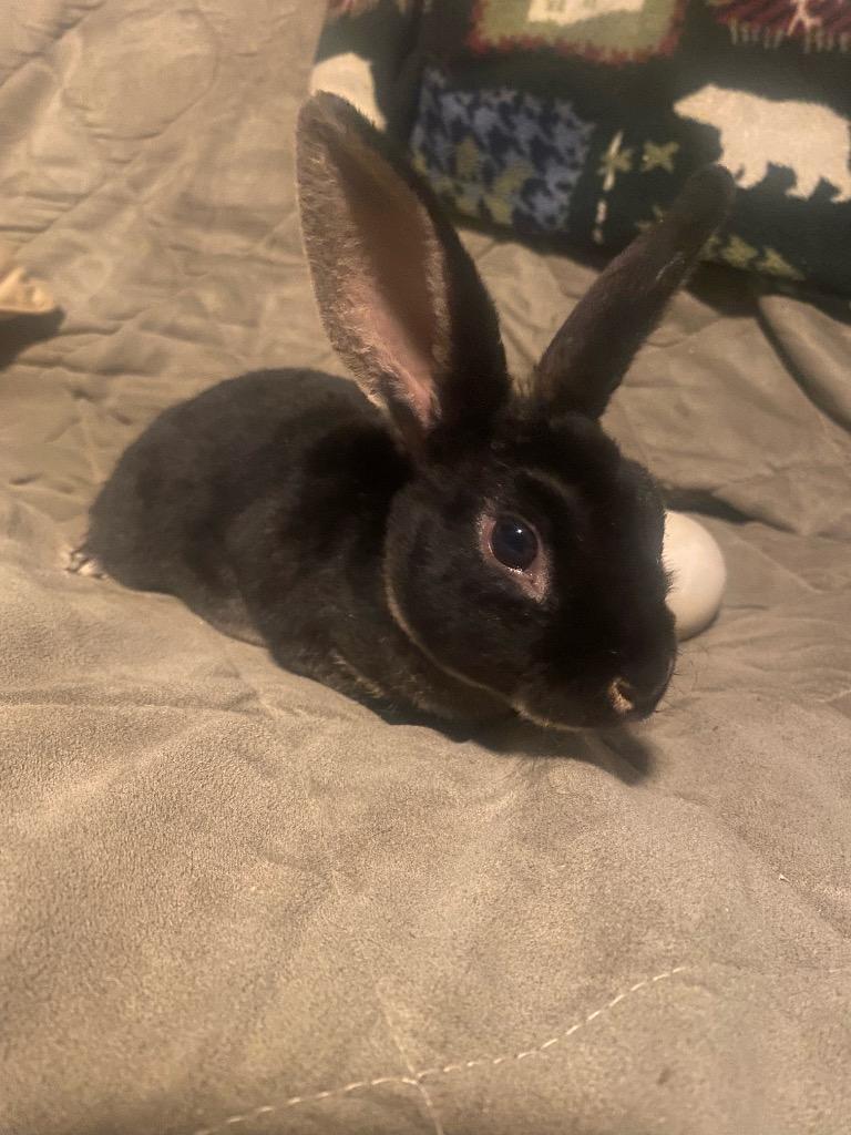 Reggie the Rex (Baby 2), Adoptable, Adult Male Rex & Hotot.