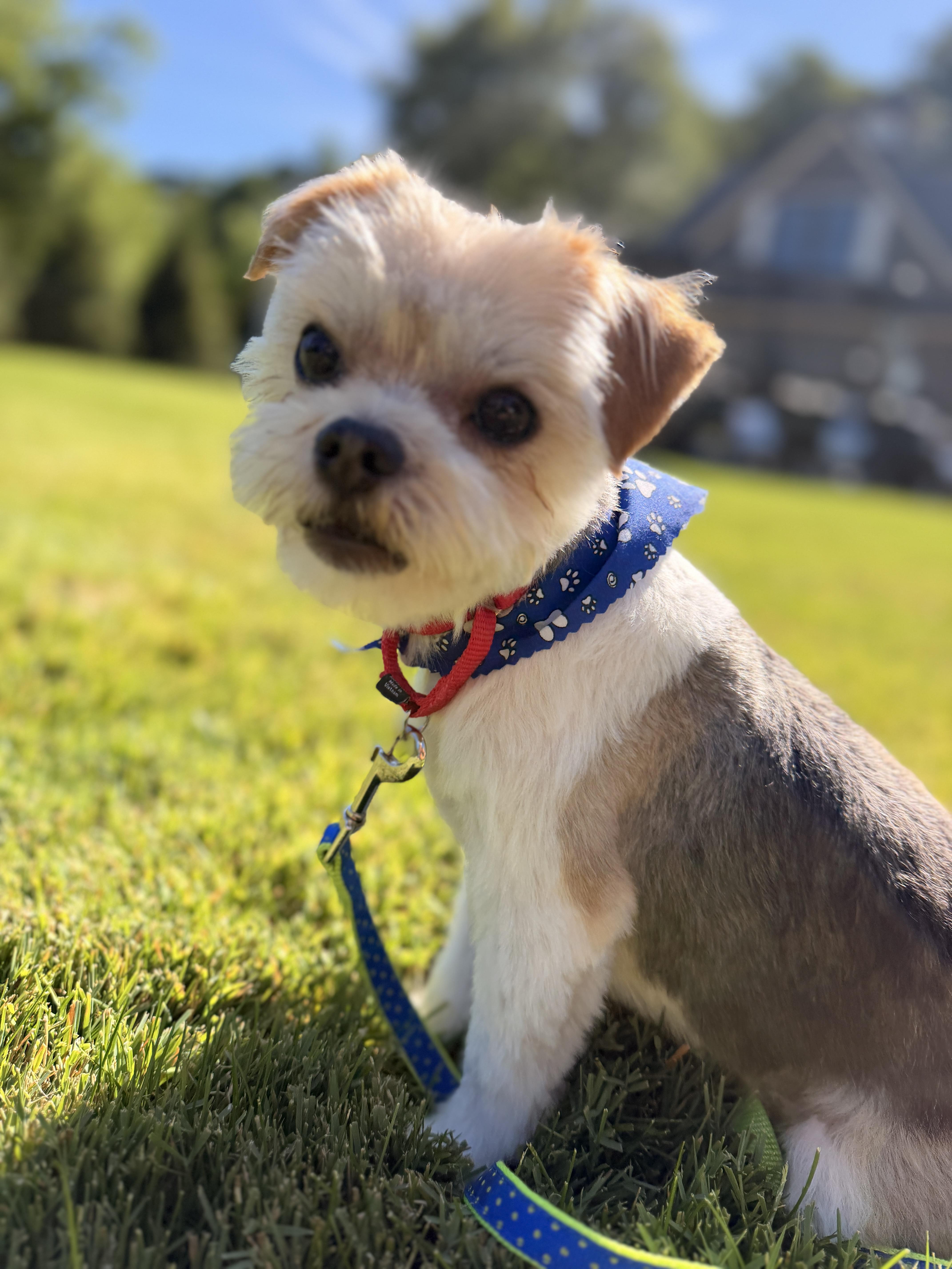 Ray, an adopted mixed breed in Thornwood, NY image 1/6