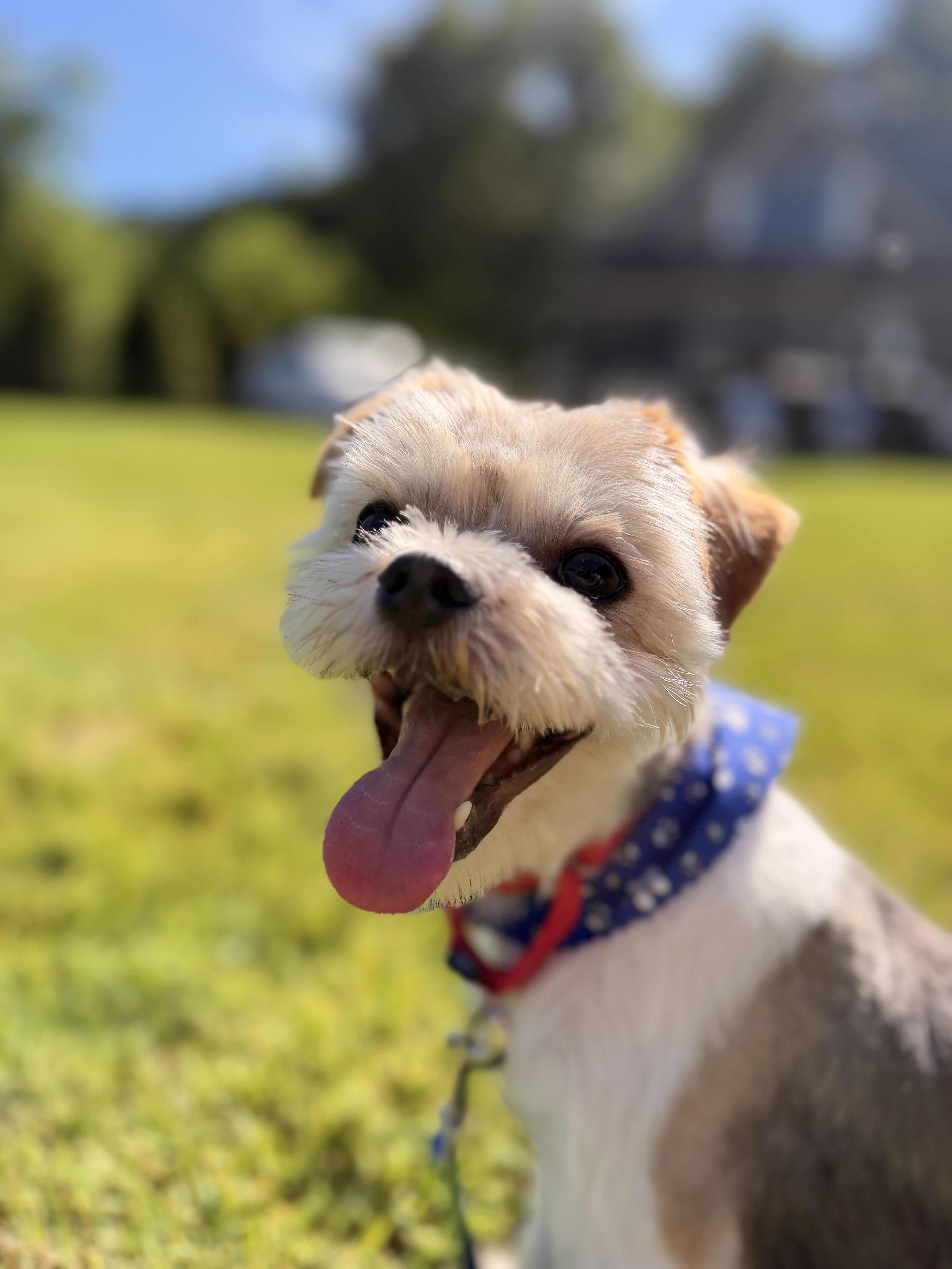 Ray, an adopted mixed breed in Thornwood, NY image 3/6