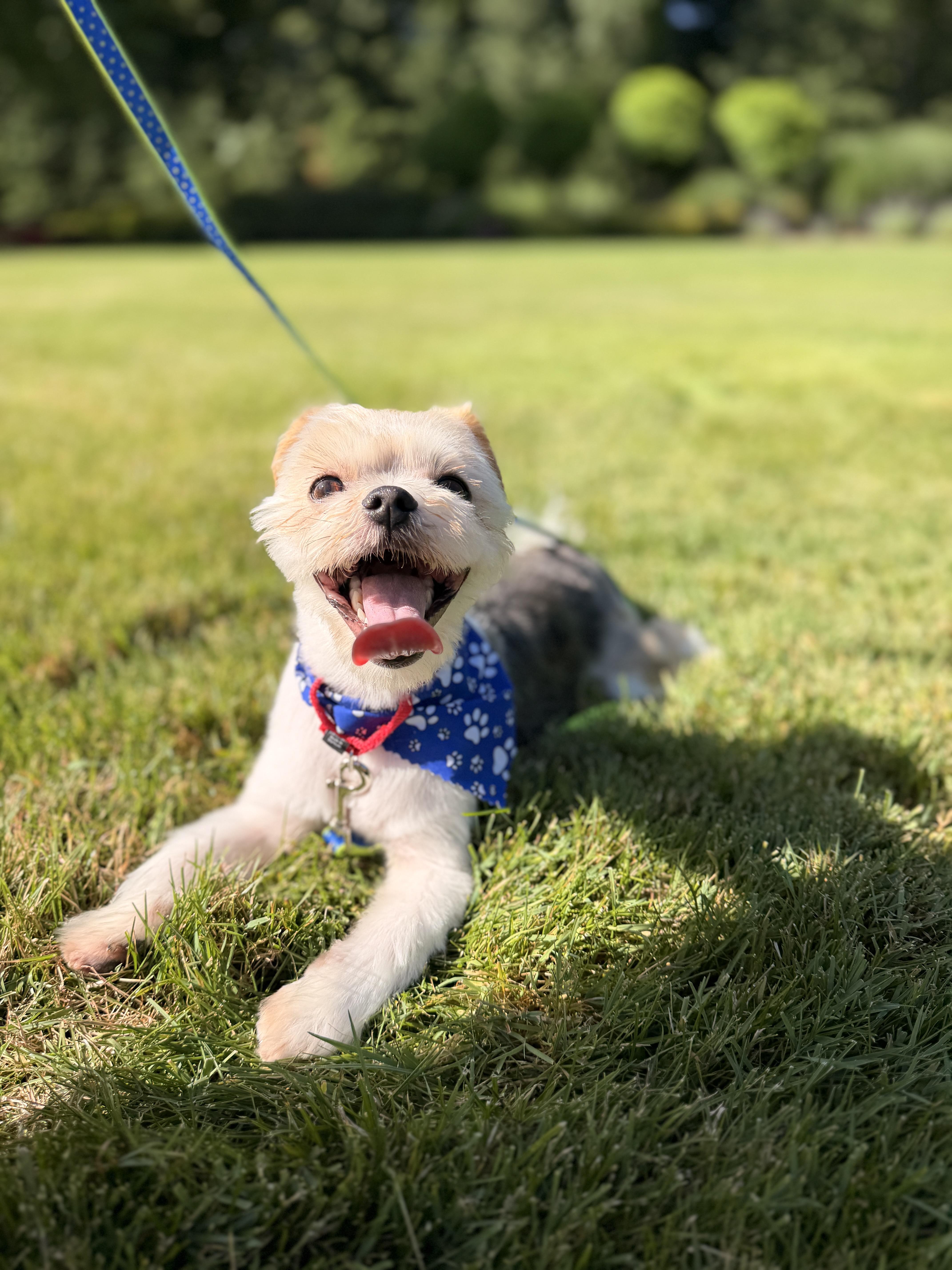 Ray, an adopted mixed breed in Thornwood, NY image 2/6
