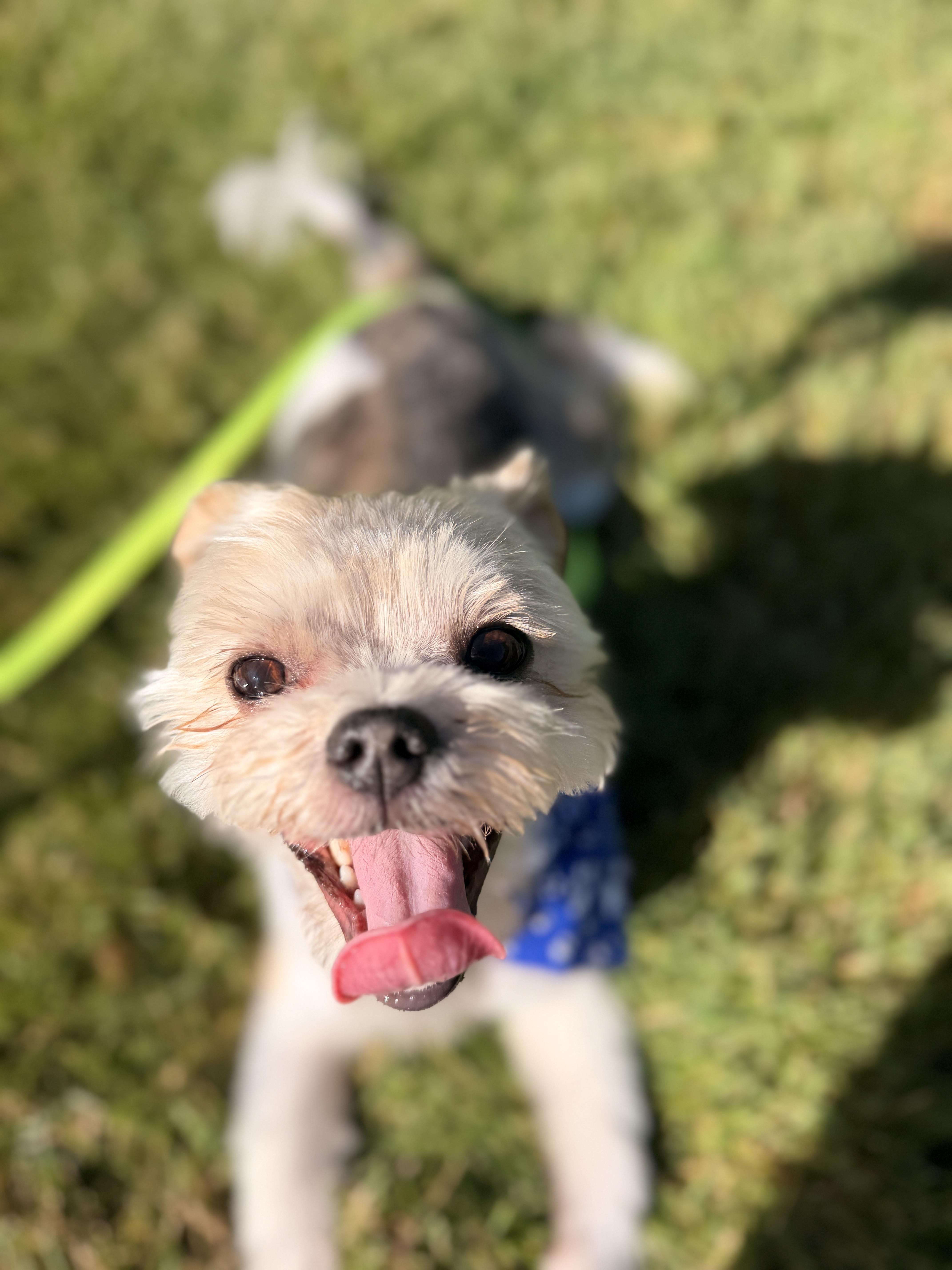 Ray, an adopted mixed breed in Thornwood, NY image 6/6