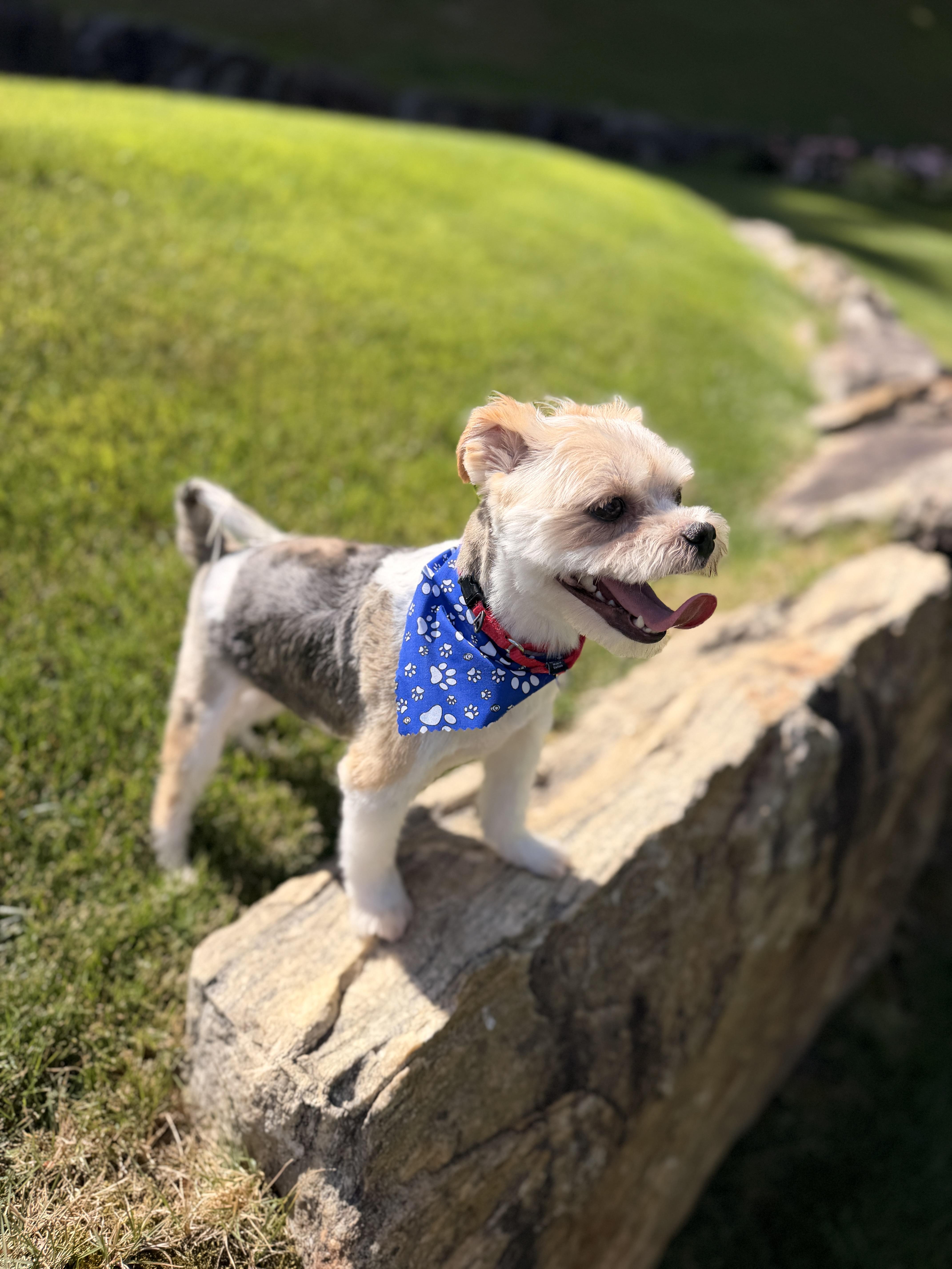 Ray, an adopted mixed breed in Thornwood, NY image 5/6