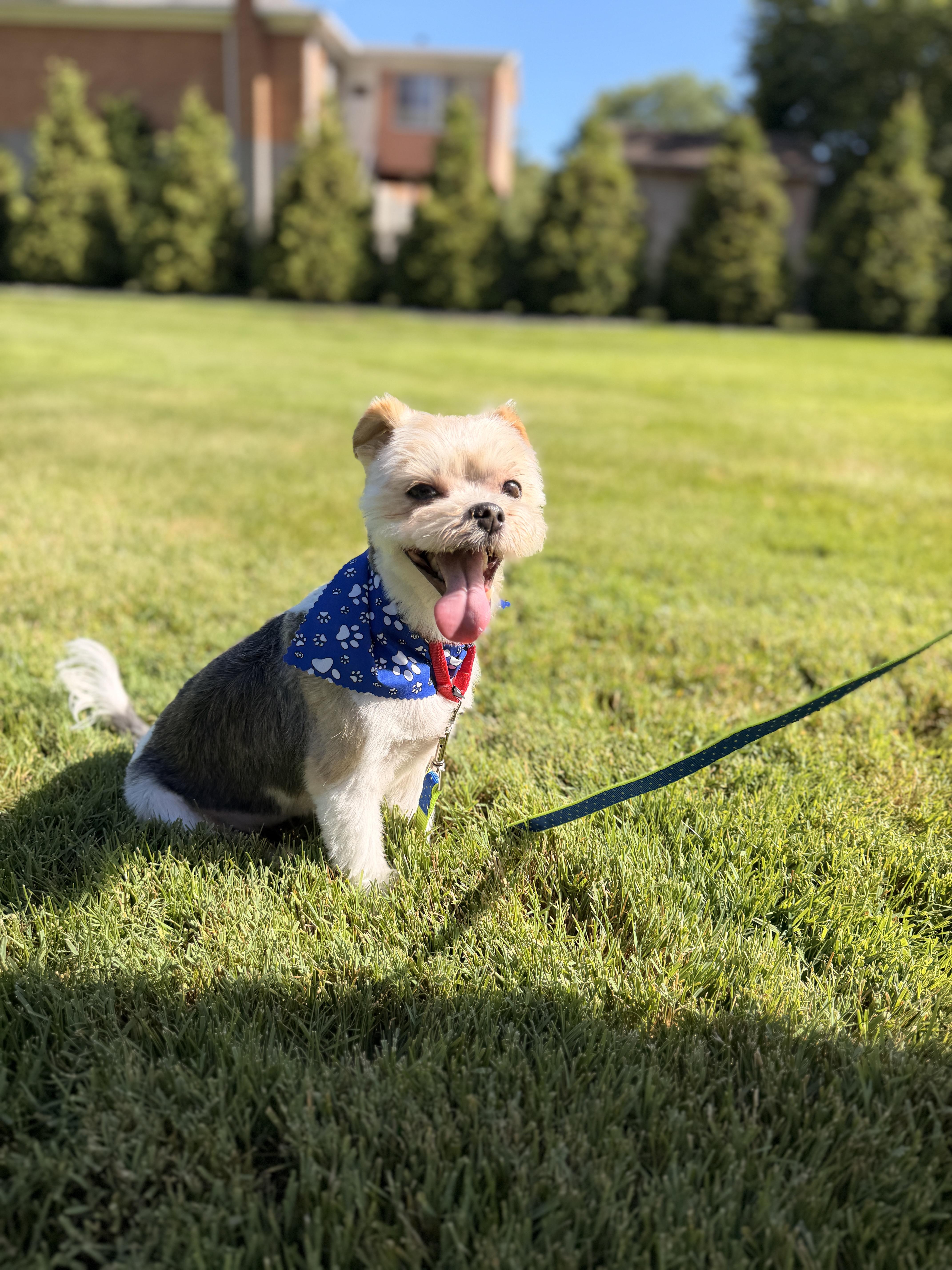 Ray, an adopted mixed breed in Thornwood, NY image 4/6